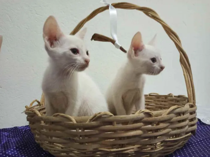 Gato raça  idade 2 a 6 meses nome Nina floquinho e Bob