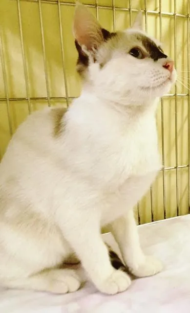 Gato raça SRD idade 2 a 6 meses nome NARIZINHO DA ROSE