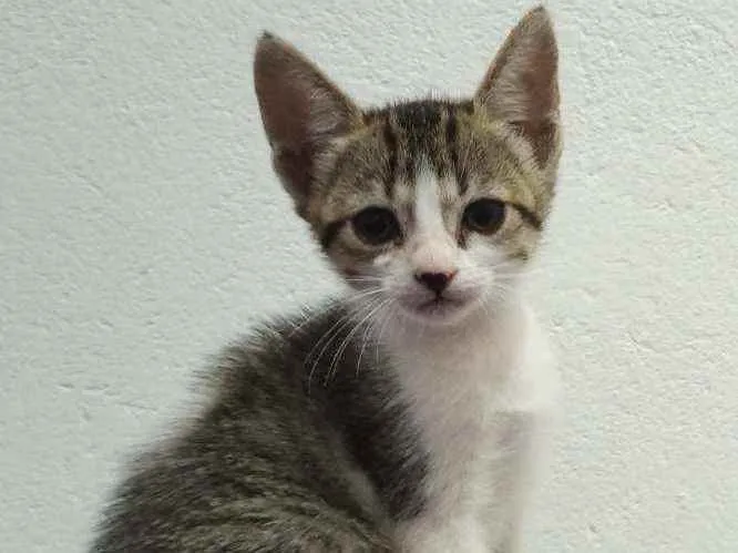 Gato raça  idade 2 a 6 meses nome Nina floquinho e Bob