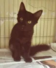 Gato raça SRD-ViraLata idade 2 a 6 meses nome PEPITA BLACK