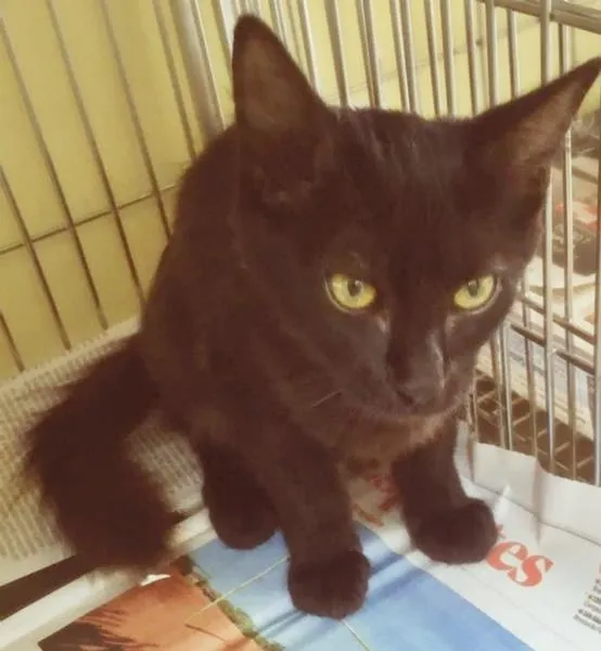 Gato raça SRD-ViraLata idade 2 a 6 meses nome PEPITA BLACK