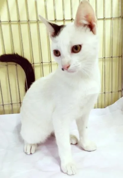 Gato raça SRD-ViraLata idade 2 a 6 meses nome ORNELLA CLARA