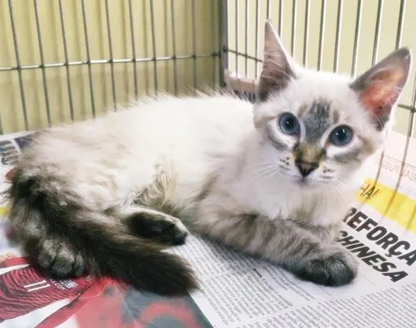 Gato raça SRD idade 2 a 6 meses nome MARIA PRATEADA