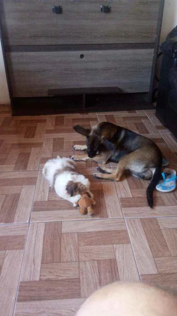 Cachorro raça indefinida idade 4 anos nome Nina