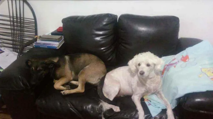 Cachorro raça indefinida idade 4 anos nome Nina