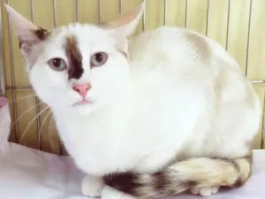 Gato raça SRD idade 2 a 6 meses nome NARIZINHO DA ROSE