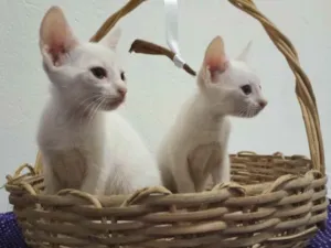 Gato raça  idade 2 a 6 meses nome Nina floquinho e Bob