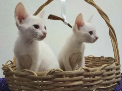 Gato raça  idade 2 a 6 meses nome Nina floquinho e Bob