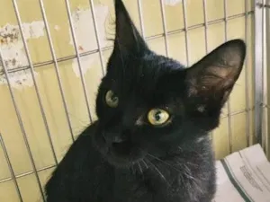 Gato raça SRD-ViraLata idade 2 a 6 meses nome PEPITA BLACK