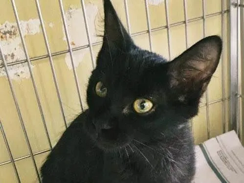 Gato raça SRD-ViraLata idade 2 a 6 meses nome PEPITA BLACK