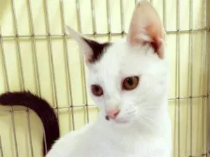 Gato raça SRD-ViraLata idade 2 a 6 meses nome ORNELLA CLARA