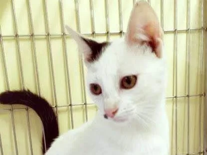 Gato raça SRD-ViraLata idade 2 a 6 meses nome ORNELLA CLARA