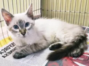 Gato raça SRD idade 2 a 6 meses nome MARIA PRATEADA