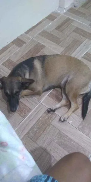 Cachorro raça indefinida idade 4 anos nome Nina
