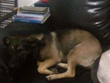 Cachorro raça indefinida idade 4 anos nome Nina