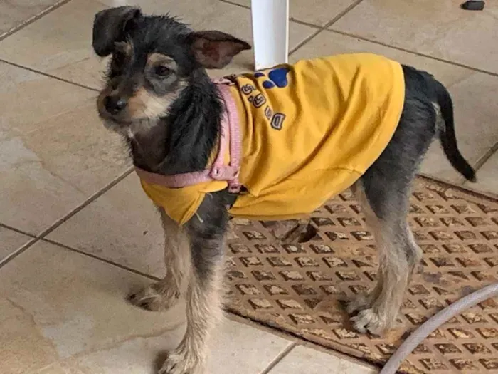 Cachorro ra a Sem raça definida idade 2 a 6 meses nome Filó