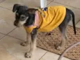 Filó