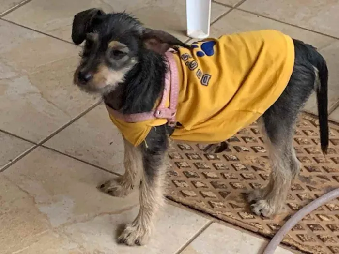 Cachorro ra a Sem raça definida idade 2 a 6 meses nome Filó