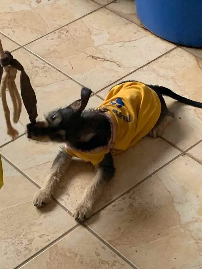 Cachorro ra a Sem raça definida idade 2 a 6 meses nome Filó