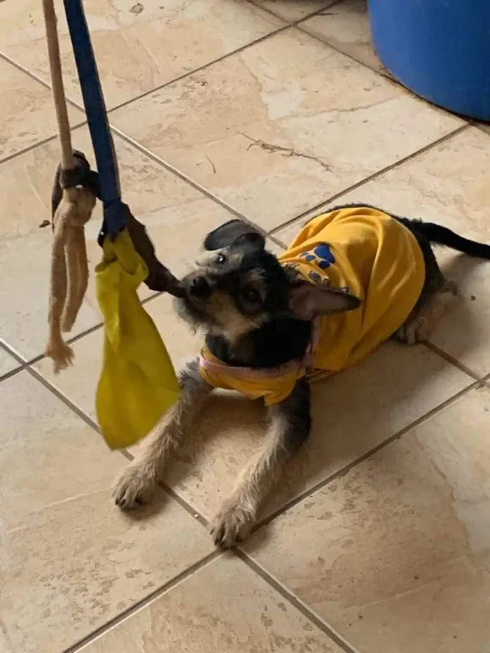 Cachorro ra a Sem raça definida idade 2 a 6 meses nome Filó