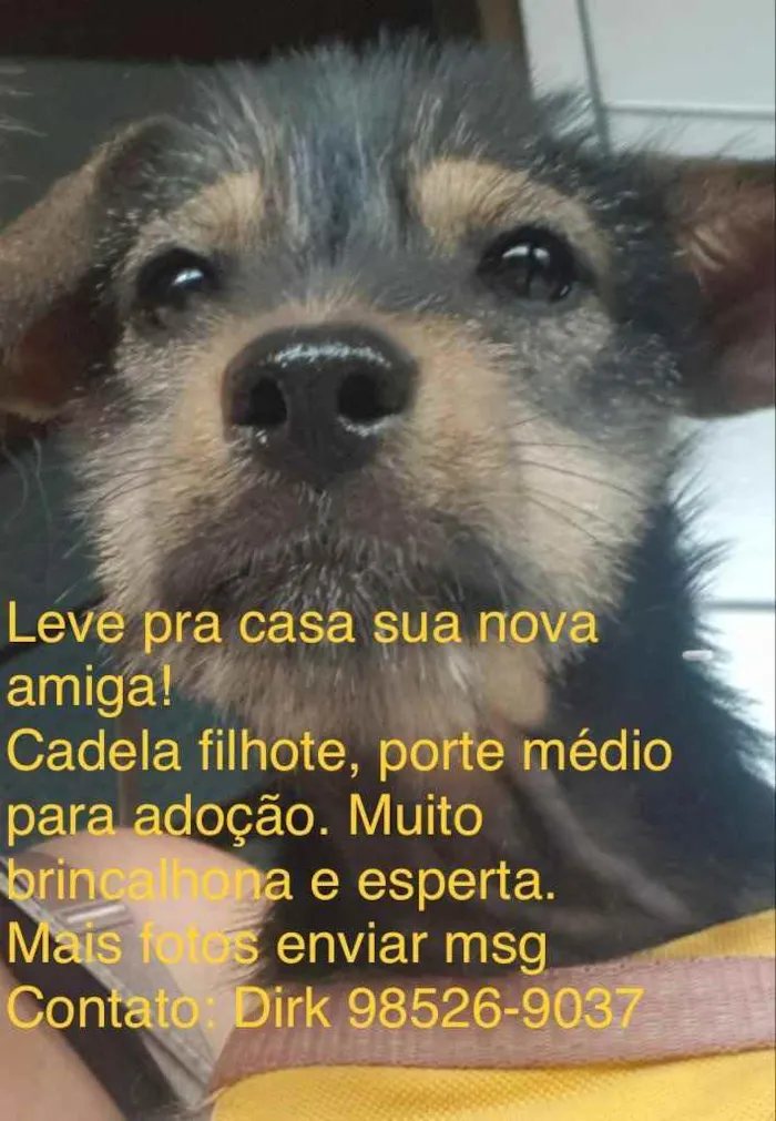 Cachorro ra a Sem raça definida idade 2 a 6 meses nome Filó
