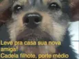 Filó