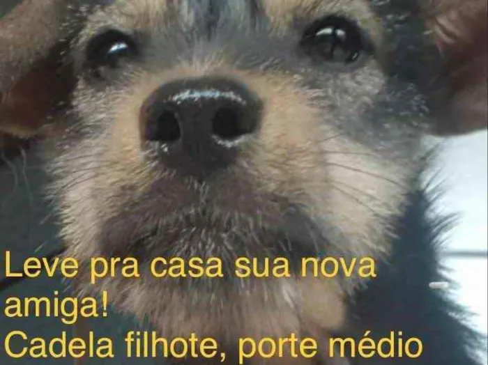 Cachorro ra a Sem raça definida idade 2 a 6 meses nome Filó