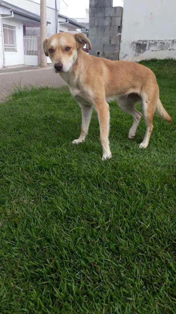 Cachorro ra a Indefinida idade 1 ano nome Não tem