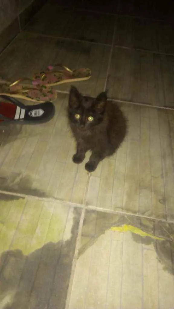 Gato ra a ... idade 2 a 6 meses nome ...