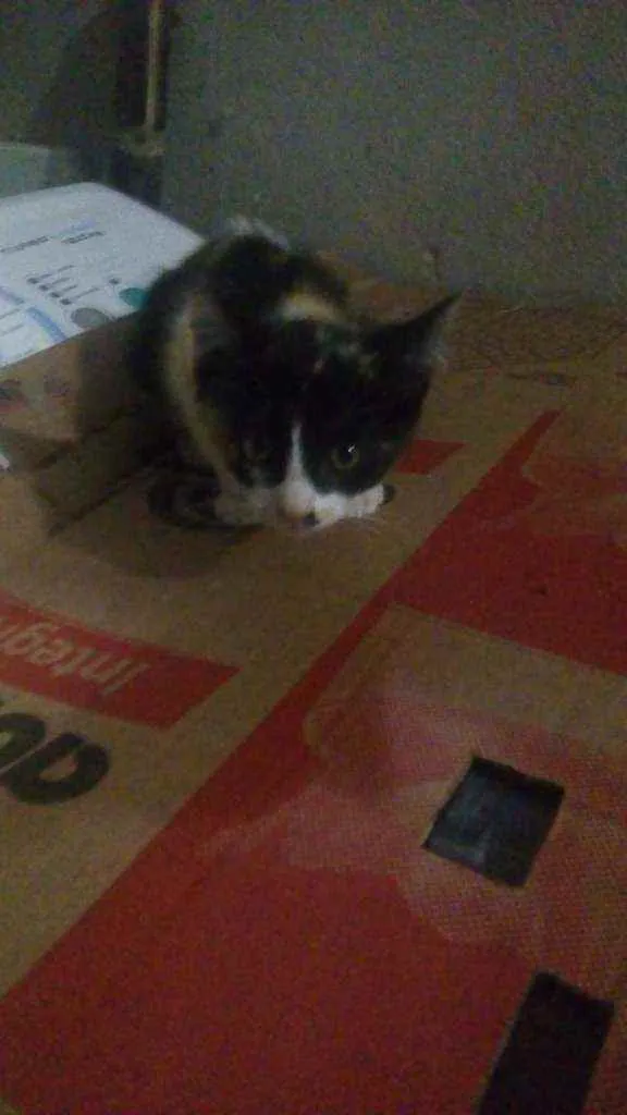 Gato ra a .... idade 2 a 6 meses nome ....