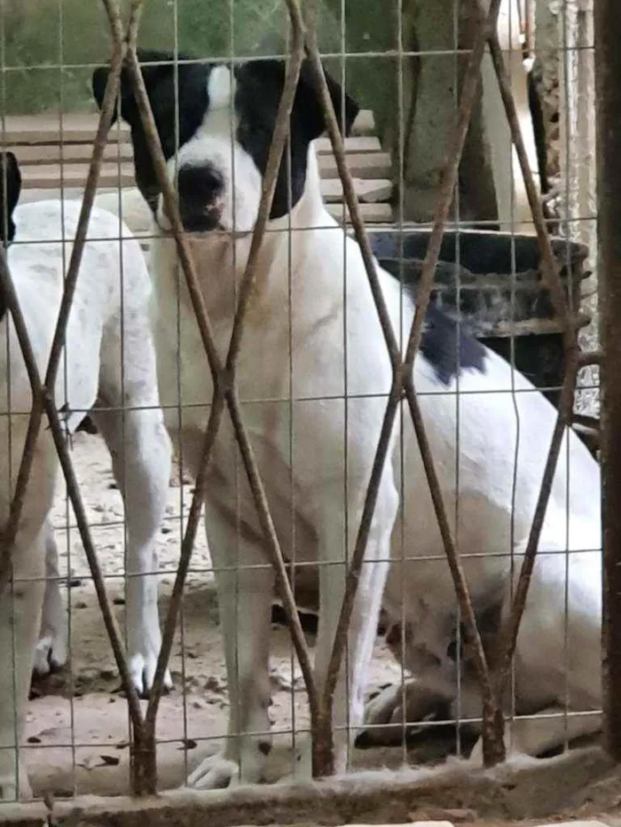 Cachorro ra a Akita com viralata idade 3 anos nome Rambo