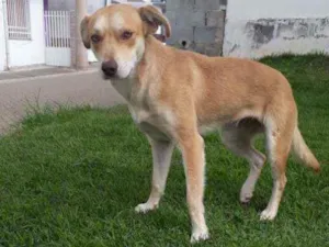 Cachorro raça Indefinida idade 1 ano nome Não tem