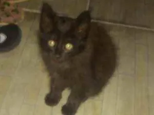 Gato raça ... idade 2 a 6 meses nome ...