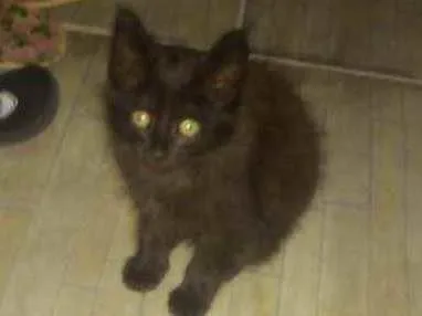 Gato ra a ... idade 2 a 6 meses nome ...