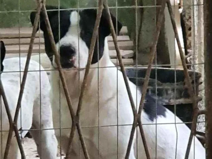 Cachorro ra a Akita com viralata idade 3 anos nome Rambo