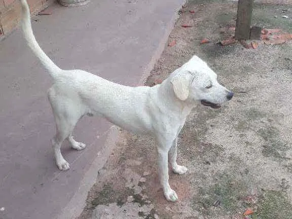 Cachorro ra a Viralata (não tenho certeza) idade 7 a 11 meses nome Ralf