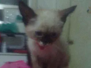 Gato raça Siames idade 2 a 6 meses nome Zelda