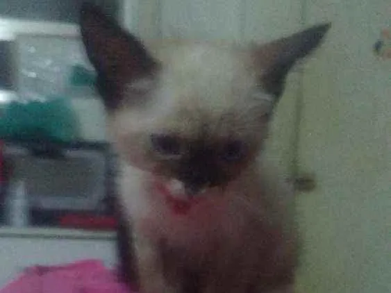 Gato ra a Siames idade 2 a 6 meses nome Zelda