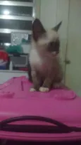 Zelda