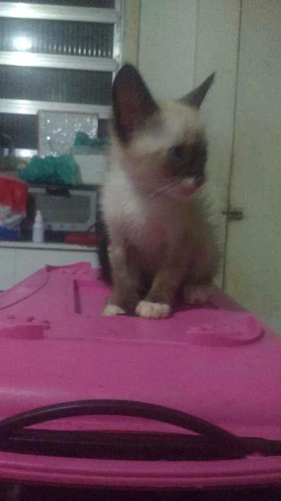 Gato ra a Siames idade 2 a 6 meses nome Zelda