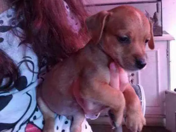 Cachorro raça SRD idade 2 a 6 meses nome Pool