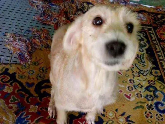 Cachorro ra a Mix de poodle com lhasa idade 3 anos nome Mel