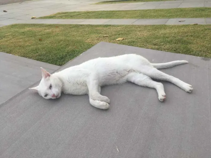 Gato ra a Sem raça definida idade 3 anos nome Marie