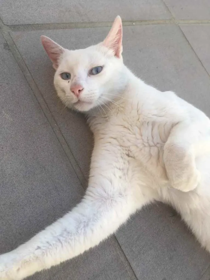 Gato ra a Sem raça definida idade 3 anos nome Marie