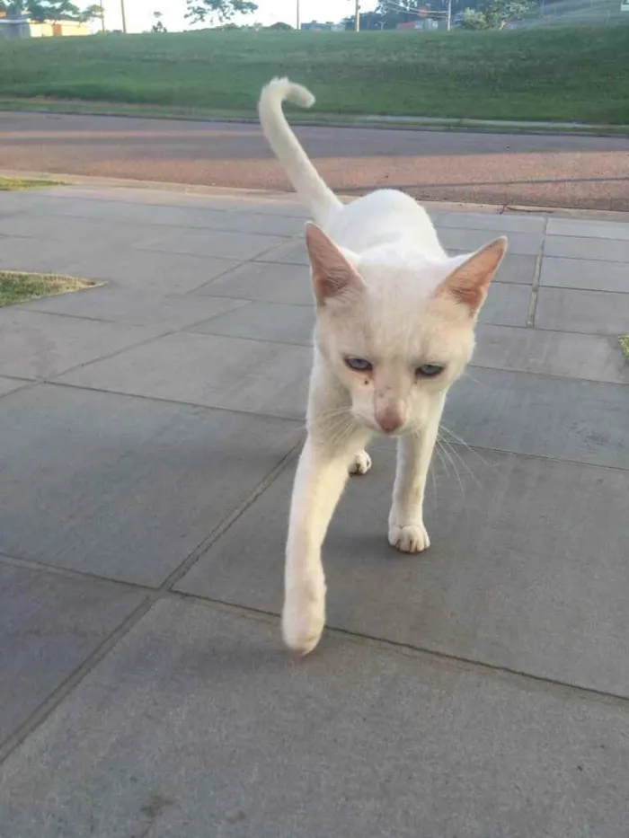 Gato ra a Sem raça definida idade 3 anos nome Marie