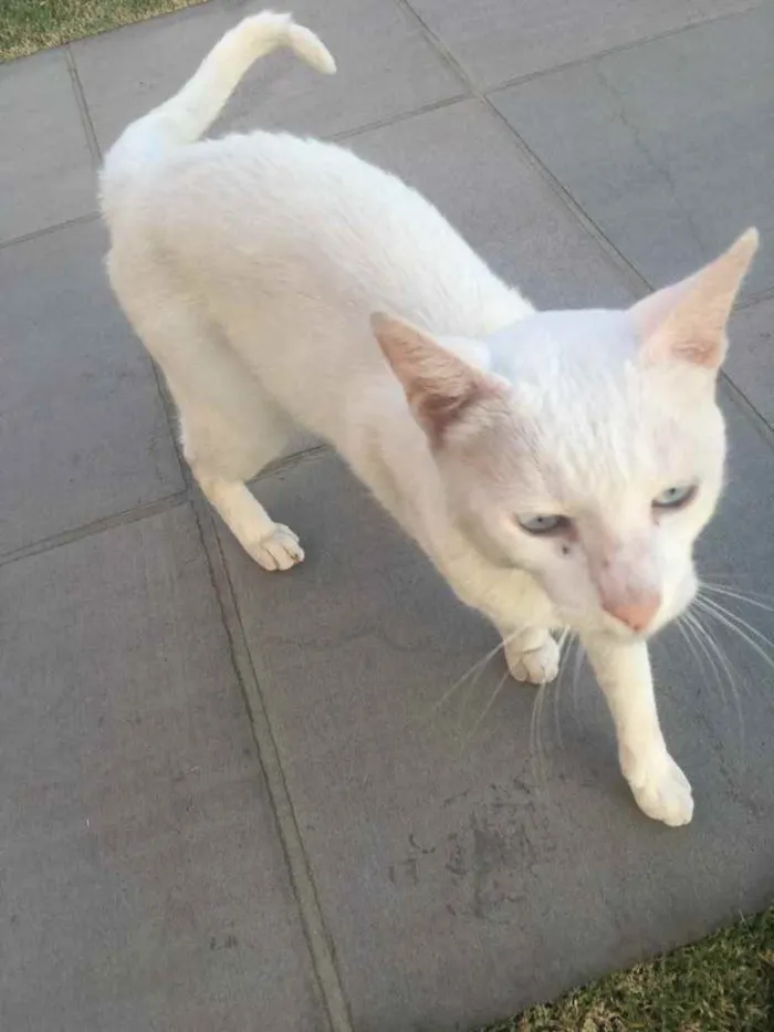 Gato ra a Sem raça definida idade 3 anos nome Marie