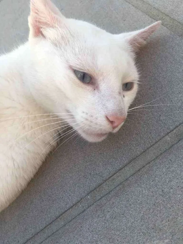 Gato ra a Sem raça definida idade 3 anos nome Marie