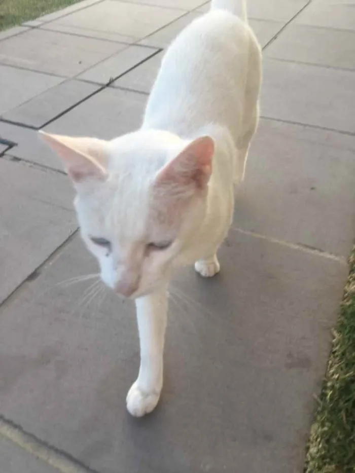 Gato ra a Sem raça definida idade 3 anos nome Marie