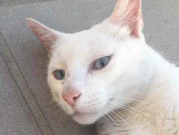 Gato ra a Sem raça definida idade 3 anos nome Marie
