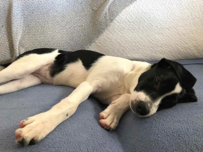 Cachorro raça  idade 7 a 11 meses nome Ákila Filhote